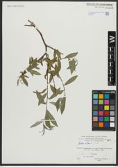 Foto von Salix alba L.